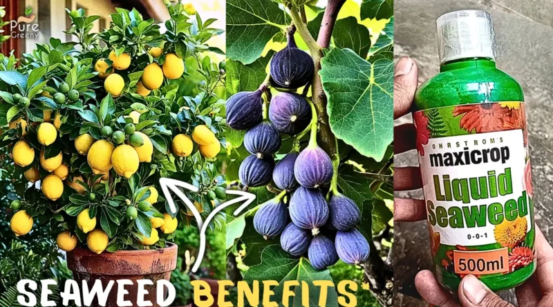 HIDDEN Benefits Of Seaweed Fertilizer For Plants! But Use This Way….
