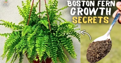An Ultimate Guide on Boston Fern Care & Growing Tips!