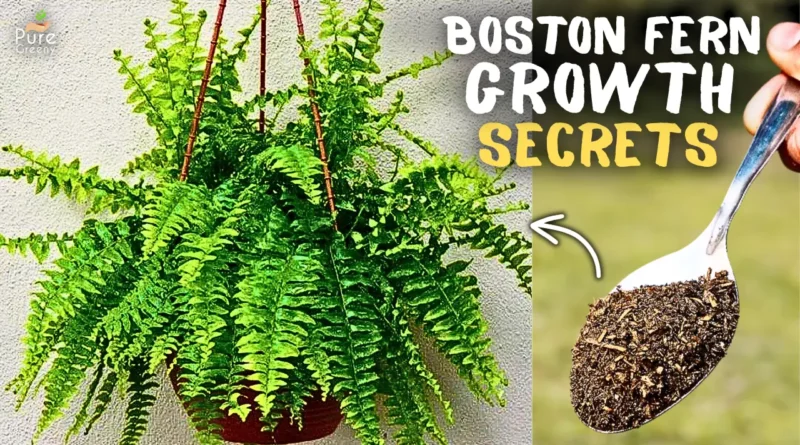 An Ultimate Guide on Boston Fern Care & Growing Tips!