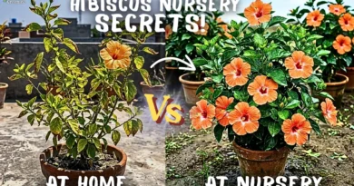 Nursery Secrets of Growing Hibiscus Flowers In Summers!