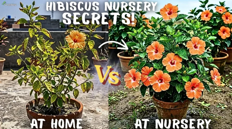 Nursery Secrets of Growing Hibiscus Flowers In Summers!
