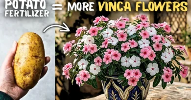 Secrets Of Growing Vinca Rosea Flowers in Pots! (5-Care Tips)
