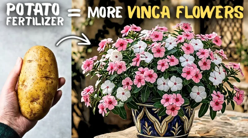 Secrets Of Growing Vinca Rosea Flowers in Pots! (5-Care Tips)
