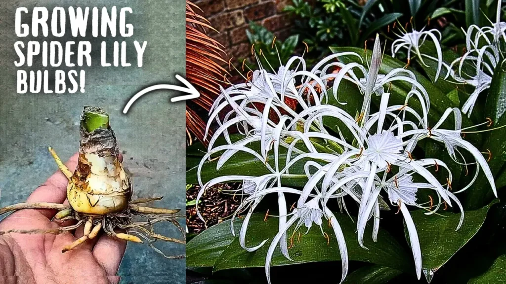 How to Grow Spider Lily Flowers From Bulbs, STEP BY STEP?