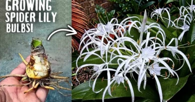 How to Grow Spider Lily Flowers From Bulbs, STEP BY STEP?