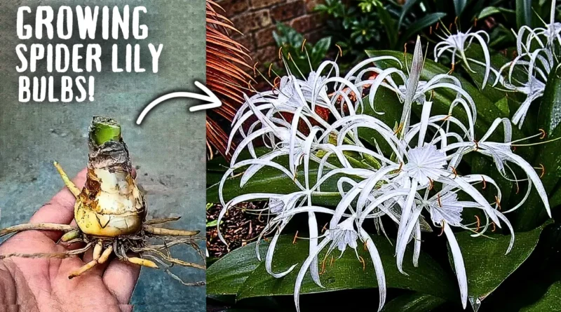 How to Grow Spider Lily Flowers From Bulbs, STEP BY STEP?