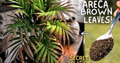 How to Cure Areca Palm Brown leaves & Tips, Step By Step? (Causes & Fixes)