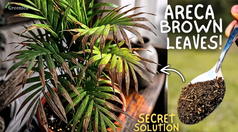 How to Cure Areca Palm Brown leaves & Tips, Step By Step? (Causes & Fixes)