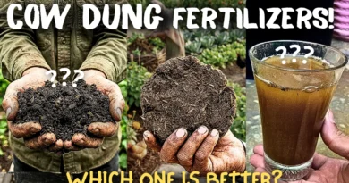 How to Make & Use Cow Dung Fertilizer Correctly?
