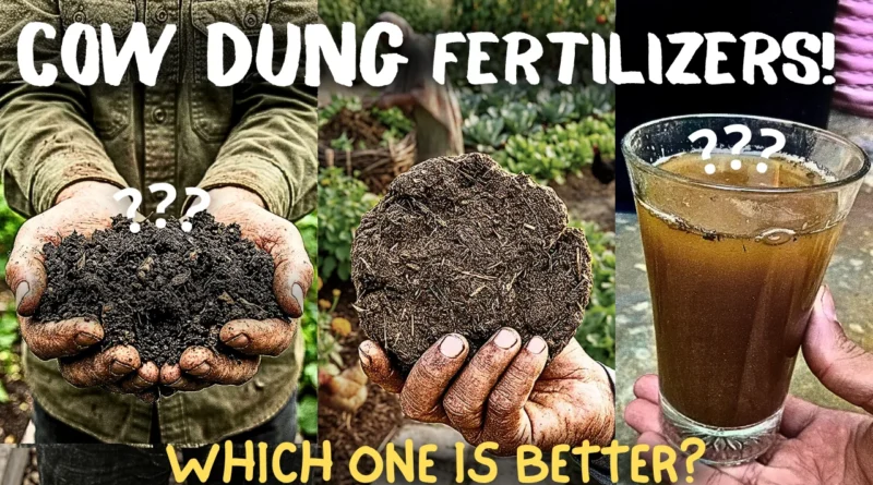 How to Make & Use Cow Dung Fertilizer Correctly?