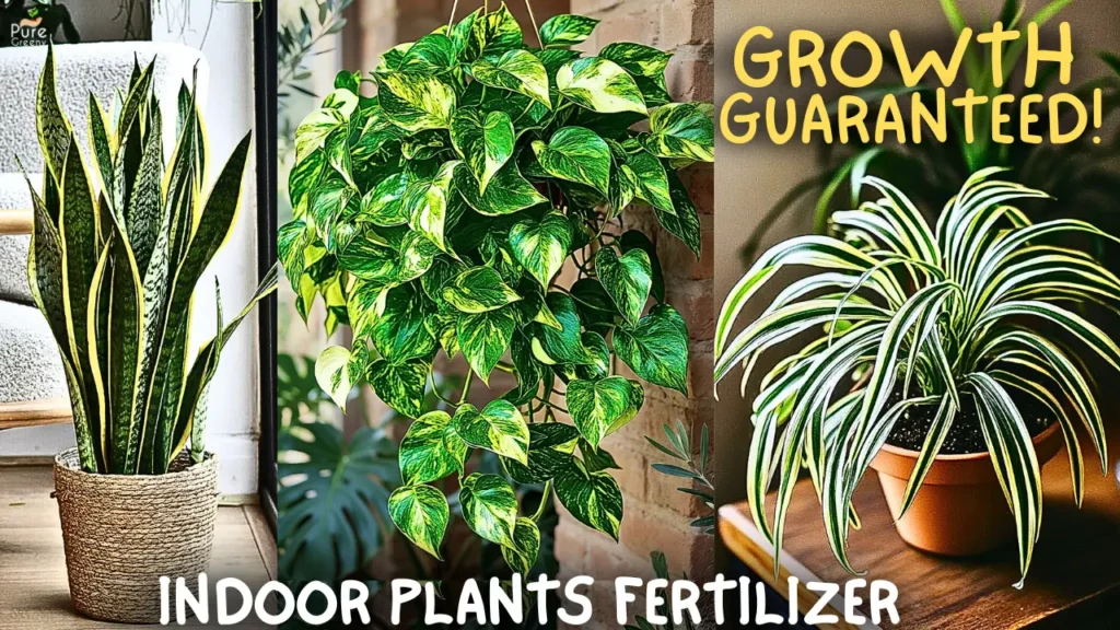 How to Make The Best Fertilizer For Indoor House Plants? (Cheap & Effective)