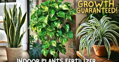 How to Make The Best Fertilizer For Indoor House Plants? (Cheap & Effective)