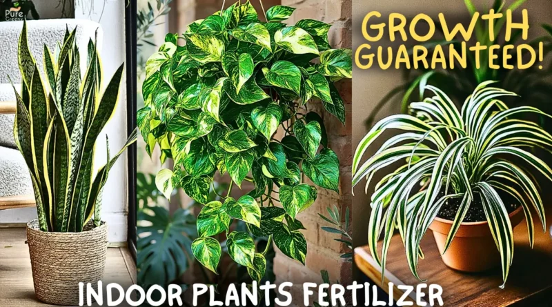 How to Make The Best Fertilizer For Indoor House Plants? (Cheap & Effective)