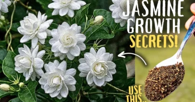 Jasmine Plant Secret Growing Tips, That Doubles Growth & Flowering!