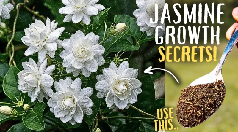 Jasmine Plant Secret Growing Tips, That Doubles Growth & Flowering!