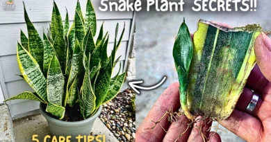 5 Snake Plant Secret Care Tips!