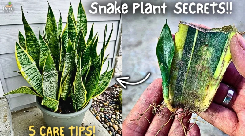 5 Snake Plant Secret Care Tips!