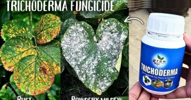 Trichoderma Fungicide Uses For Plants, Benefits & Side Effects!