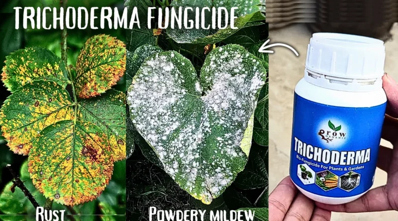 Trichoderma Fungicide Uses For Plants, Benefits & Side Effects!