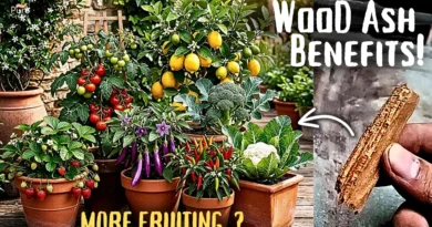 Hidden Benefits of Wood Ash, How to Use & Side Effects For Plants! (Nursery Secrets*)
