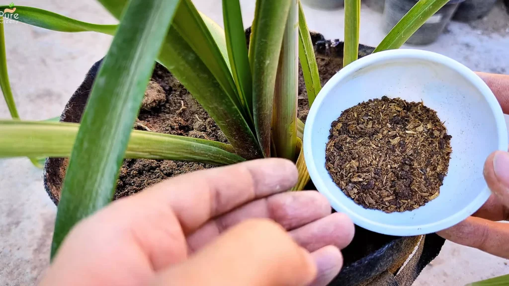 Fertilizer for Amaryllis Plant
