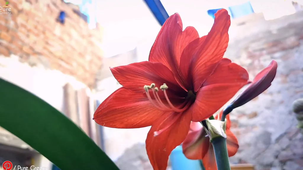 Amaryllis Flower Plant
