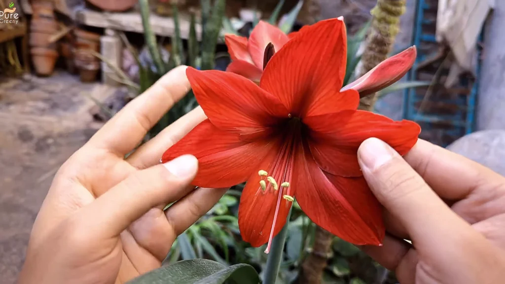 Amaryllis Flower Plant