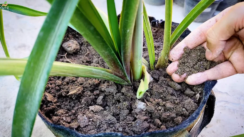Soil of Amaryllis Flower Plant