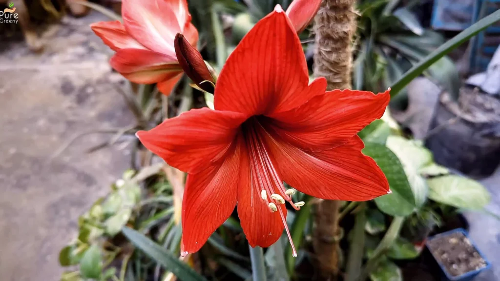 Amaryllis Flowers