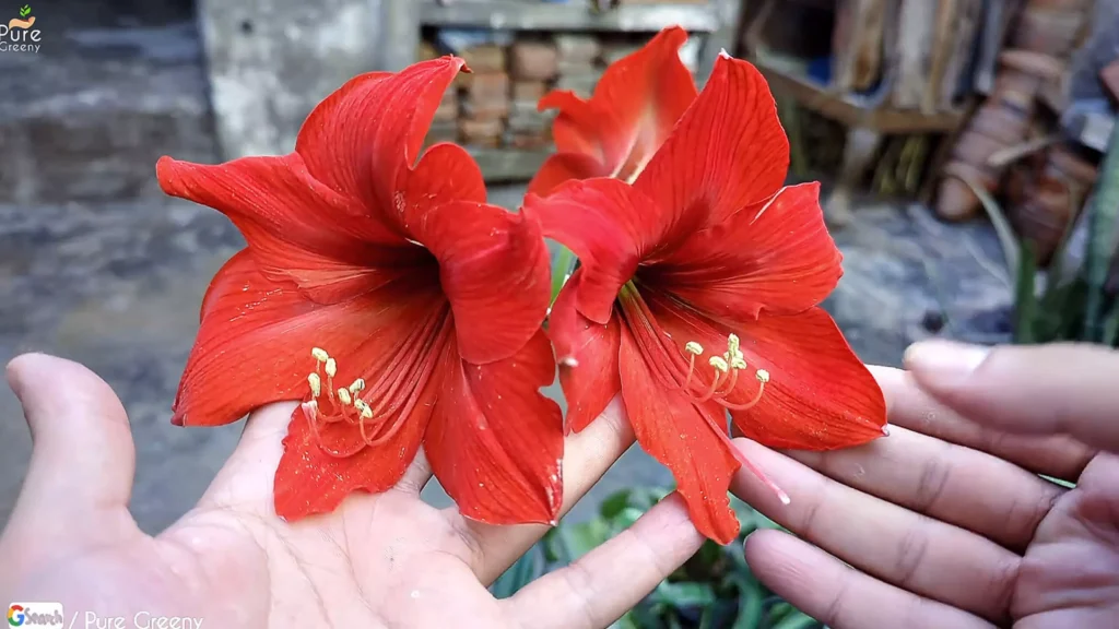 Amaryllis Plant Flowers