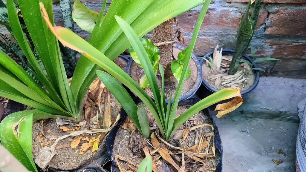 Amaryllis Plant