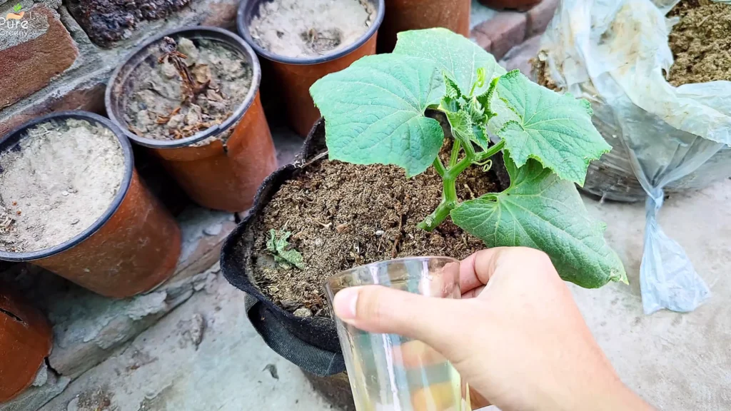 Applying em1 On Plants