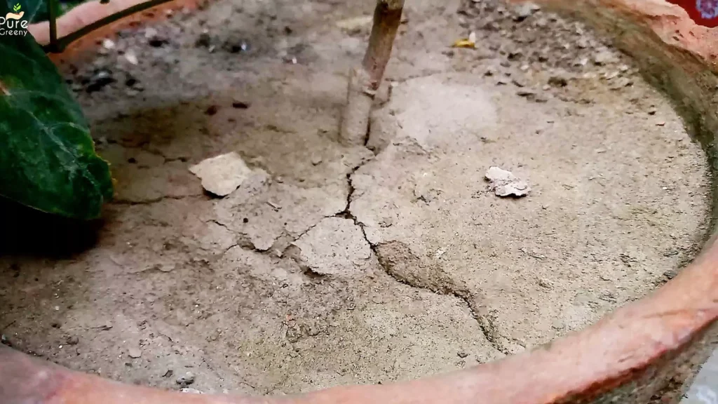 hard & Compact Soil