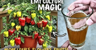 Em1 Liquid; Solution To 100+ Plant Diseases! SECRET RECIPE