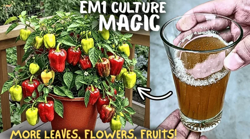 Em1 Liquid; Solution To 100+ Plant Diseases! SECRET RECIPE