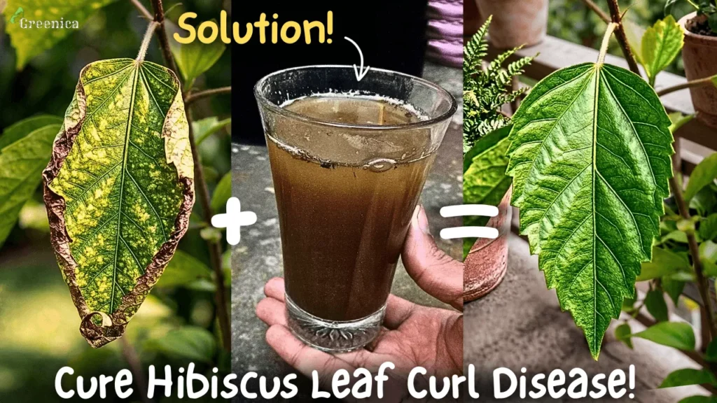 How to Treat Hibiscus Leaf Curl Disease? (5 Causes)