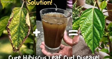 How to Treat Hibiscus Leaf Curl Disease? (5 Causes)