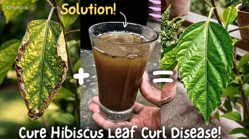 How to Treat Hibiscus Leaf Curl Disease? (5 Causes)