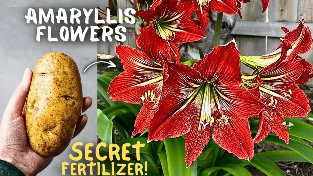 Secret Amaryllis Care Tips To Max Flowering!