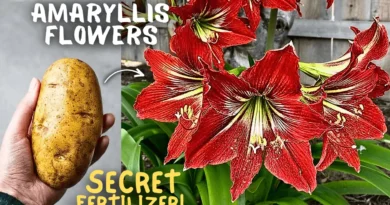 Secret Amaryllis Care Tips To Max Flowering!