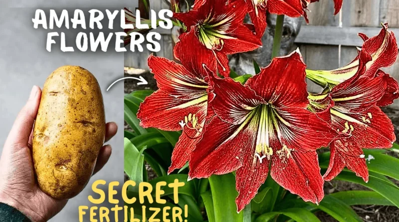 Secret Amaryllis Care Tips To Max Flowering!