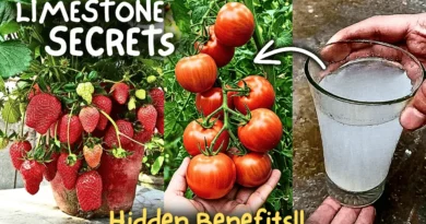 How to Use Limestone For Plants? (Hidden Benefits*)