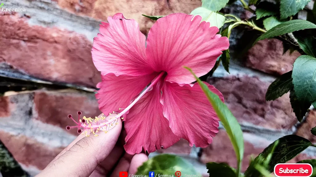 Hibiscus Flower