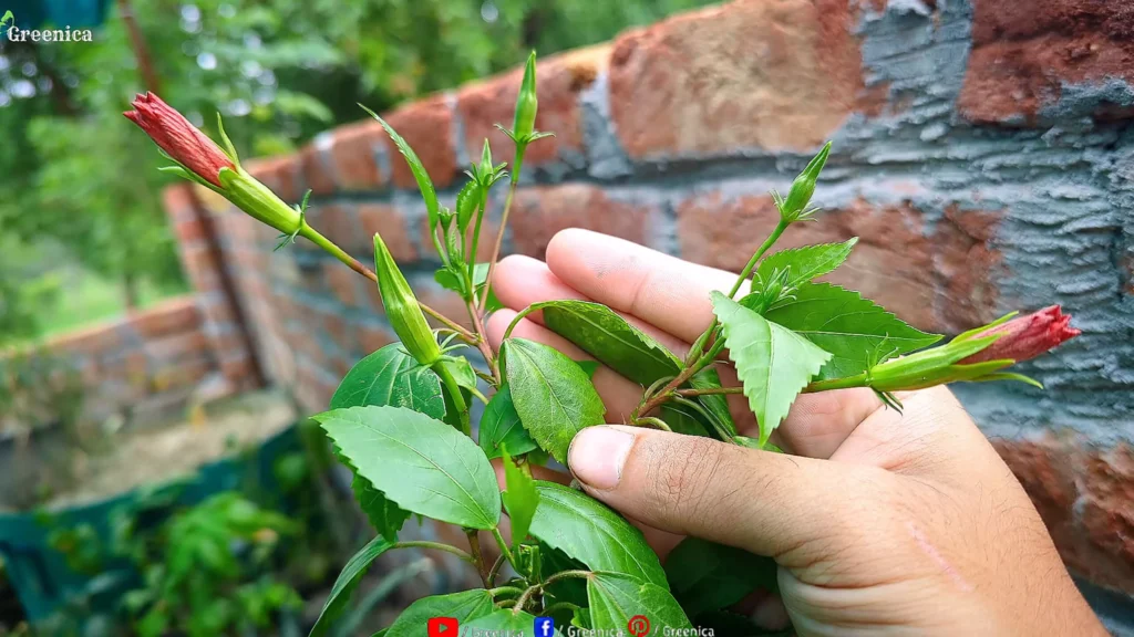 Hibiscus Buds