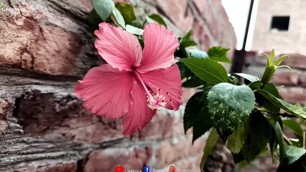 Hibiscus Plant Flower