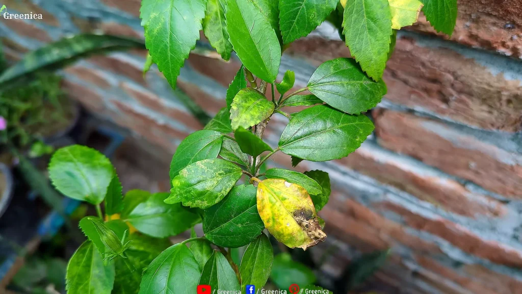 Yellow Leaves On Hibiscus