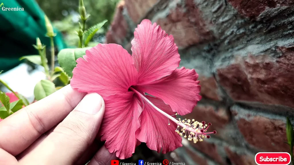 Hibiscus Plant Flower