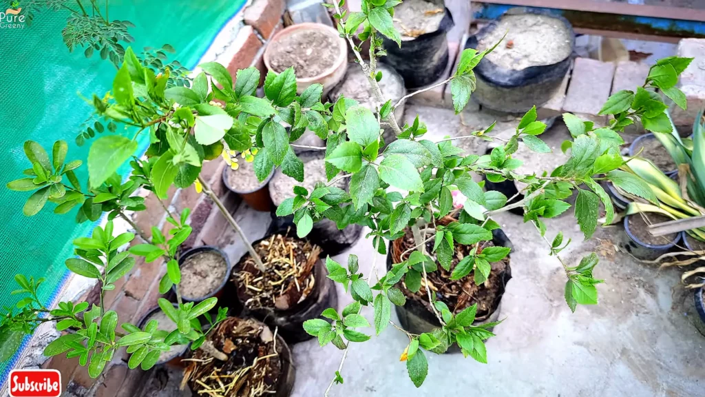 Growing Hibiscus Plant In Pot