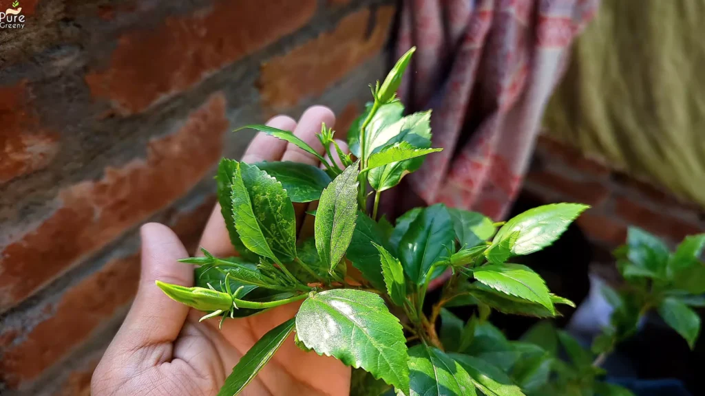 Hibiscus plant Buds