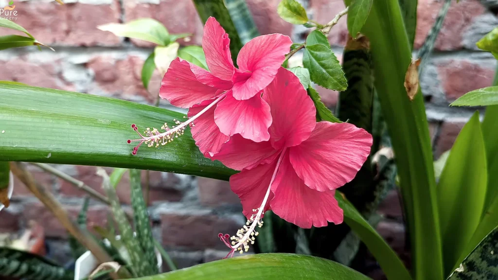 Hibiscus Plant Flowers